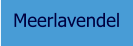 Meerlavendel